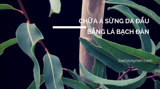 Chữa á sừng da đầu bằng lá bạch đàn