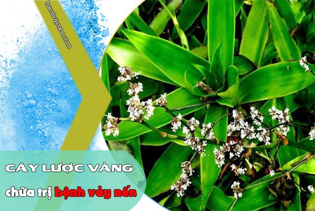 Cây lược vàng chữa được bệnh vẩy nến?