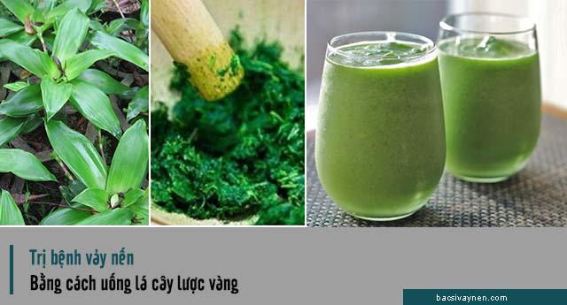 Uống lá cây lược vàng trị bệnh vẩy nến