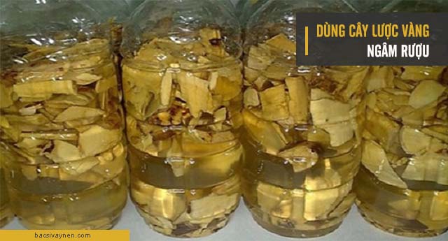 Cây lược vàng ngâm rượu chữa vẩy nến