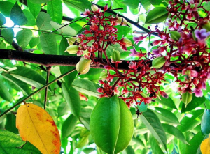 Chữa mề đay bằng lá khế