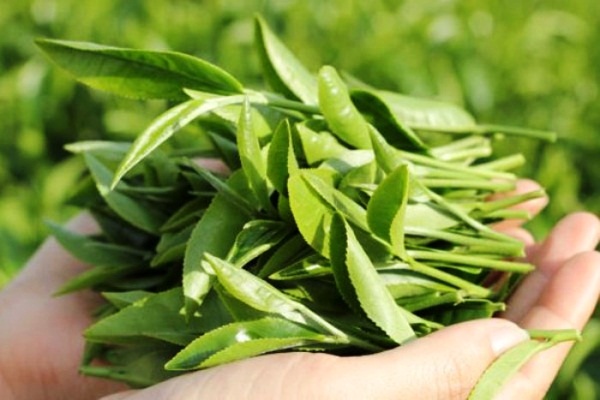 huong-dan-lam-nuoc-la-tam-chua-me-day-man-ngua