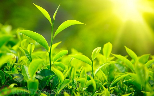 Dùng lá chè xanh để chữa bệnh á sừng