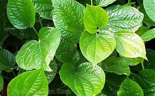 Dùng lá lốt chữa bệnh á sừng