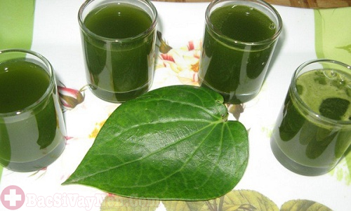 Lá trầu không nấu nước uống chữa bệnh á sừng