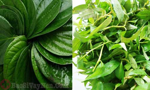 Chữa bệnh á sừng bằng lá trầu không và thảo dược