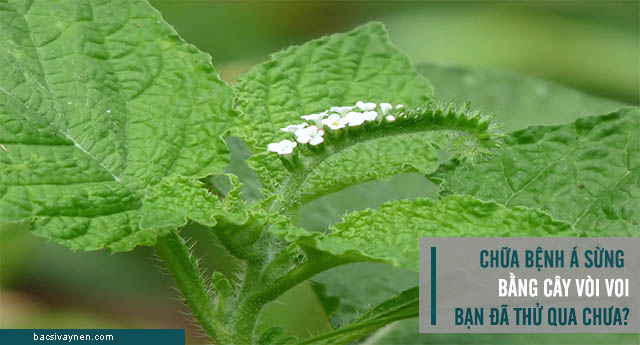 Cây vòi voi chữa được bệnh á sừng không?