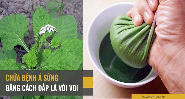 Giã lá vòi voi có chữa được bệnh á sừng