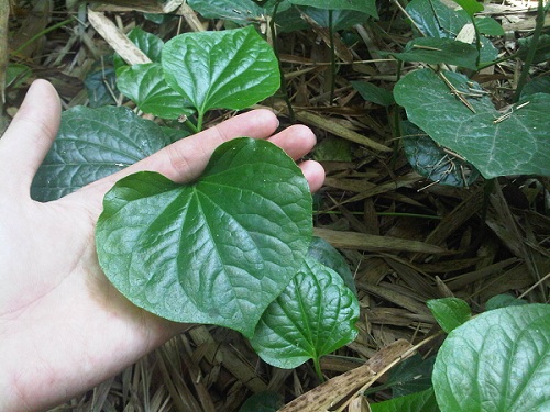 Chữa bệnh á sừng bằng lá lốt