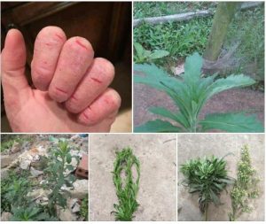 Chữa á sừng bằng cây ngải dại