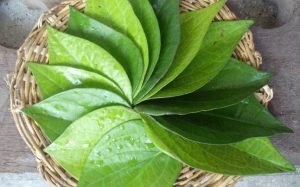 Chữa vẩy nến bằng lá trầu không