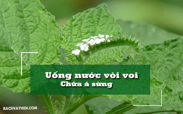 Cách chữa bệnh á sừng bằng cây vòi voi