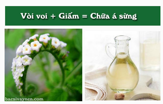 chữa á sừng bằng cây vòi voi và giấm 