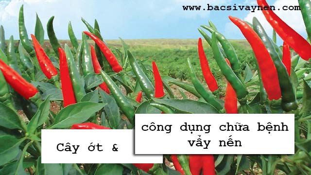Công dụng của cây ớt đối với tình trạng vẩy nến